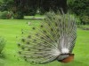 Pfau von Hinten